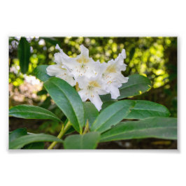 Foto Flores blancas de Rhododendron, Allan Park, Norlan