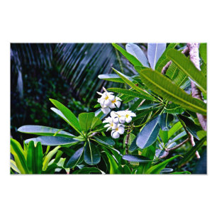 Foto Flores blancas del Plumeria