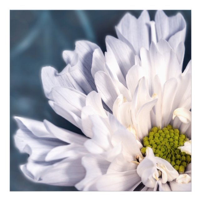 Foto Flores blancas hermosas (Frente)