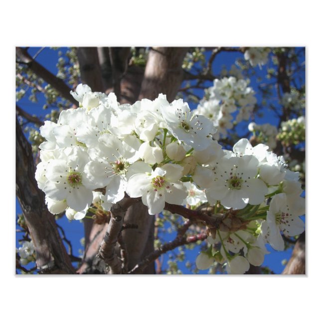 Foto Flores blancas II Árbol de flores primavera (Frente)