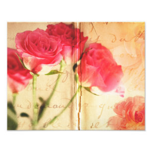 Foto Flores color de rosa rosadas de los rosas del