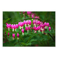 Flores Corazón Sangrante
