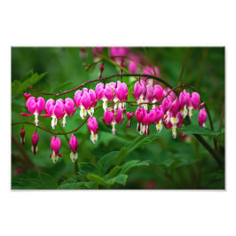 Foto Flores Corazón Sangrante
