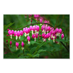 Foto Flores Corazón Sangrante