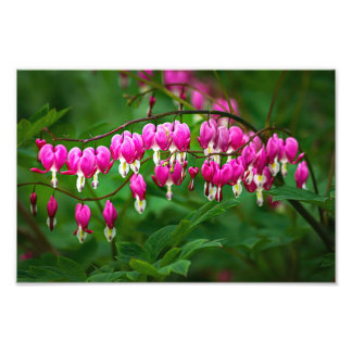 Foto Flores Corazón Sangrante