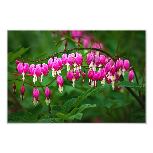 Foto Flores Corazón Sangrante (Frente)
