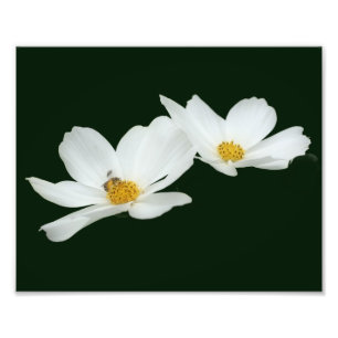Foto Flores Cosmos Blancas Flotantes Y Bee 8x10