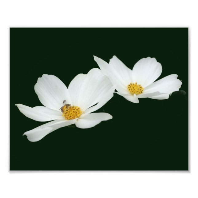Foto Flores Cosmos Blancas Flotantes Y Bee 8x10 (Frente)