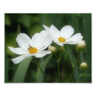 Foto Flores Cosmos Blancas Y Abeja De Miel 8x10