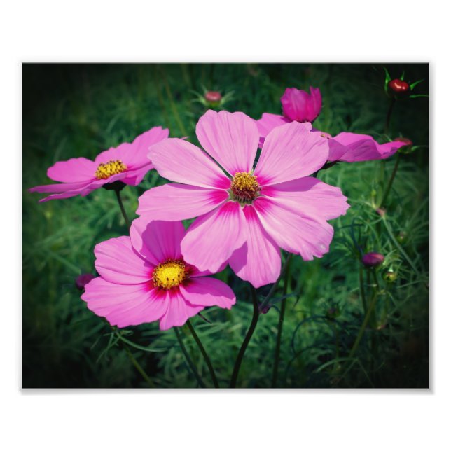 Foto Flores Cosmos rosas 8x10 (Frente)