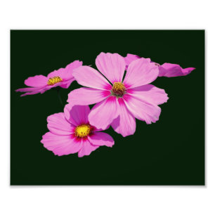 Foto Flores Cosmos rosas flotantes 8x10