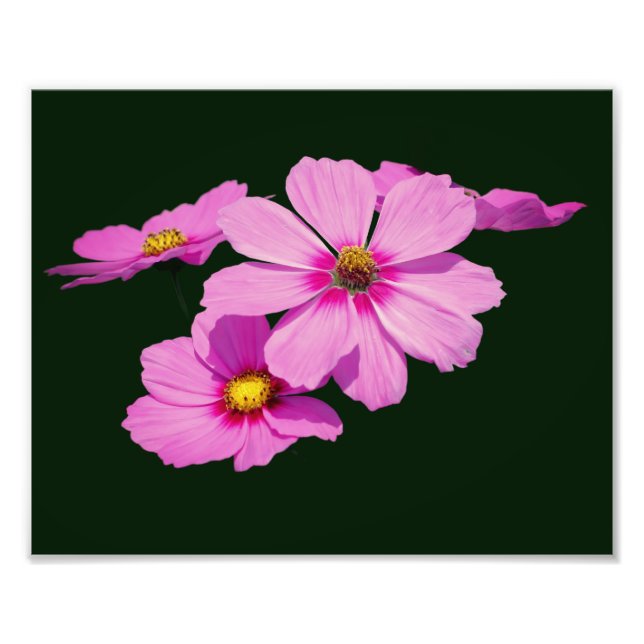 Foto Flores Cosmos rosas flotantes 8x10 (Frente)