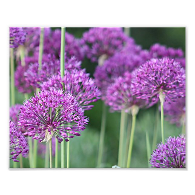 Foto Flores de alio morado (Frente)