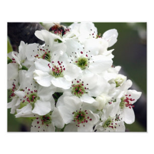 Foto Flores de Apple en primavera