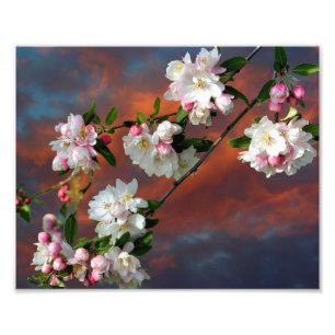 Foto Flores De Apple Rosadas Y Blancas Mañana Sky 8x10