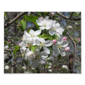 Foto Flores de árbol de manzana cangrejo