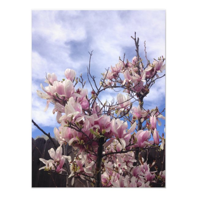 Foto Flores De Árbol De Tulipanes. Magnolia soulangeana (Frente)