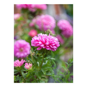 Foto Flores de Asters Rosados