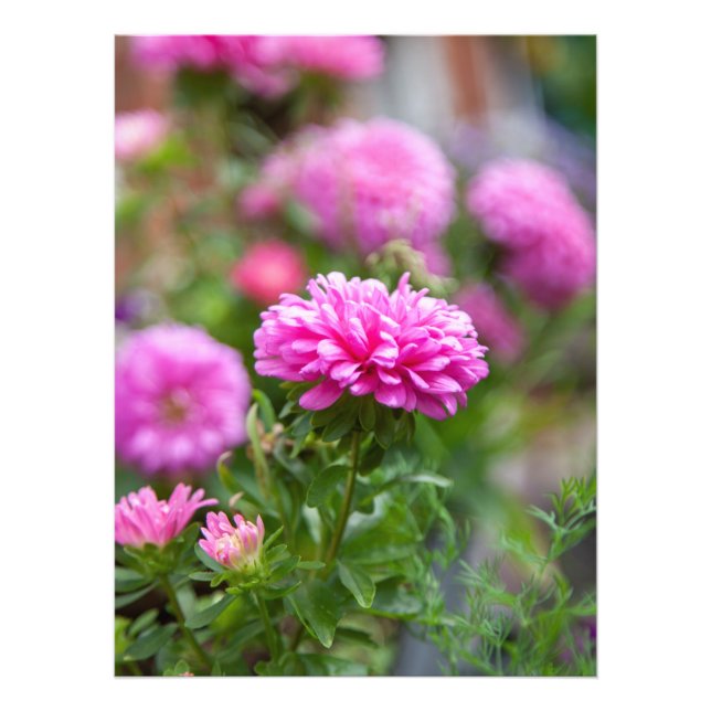 Foto Flores de Asters Rosados (Frente)