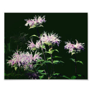 Foto Flores de bálsamo de púrpura salvaje 8x10