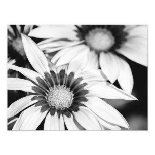 Foto Flores de blanco y negro