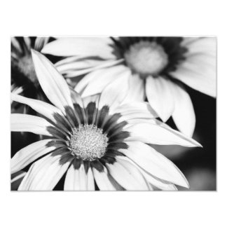 Foto Flores de blanco y negro