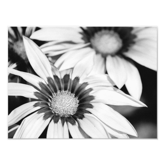 Foto Flores de blanco y negro (Frente)