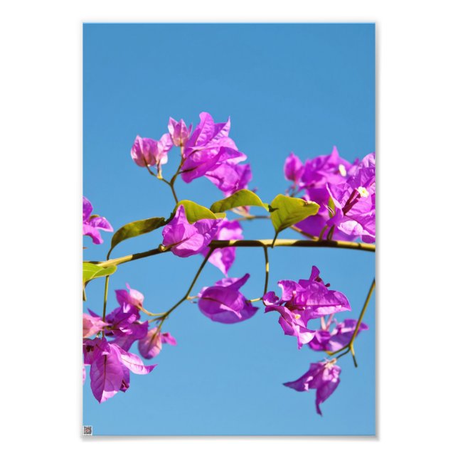 Foto Flores de Bougainvillea (Frente)