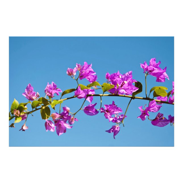 Foto Flores de Buganvilla (Frente)