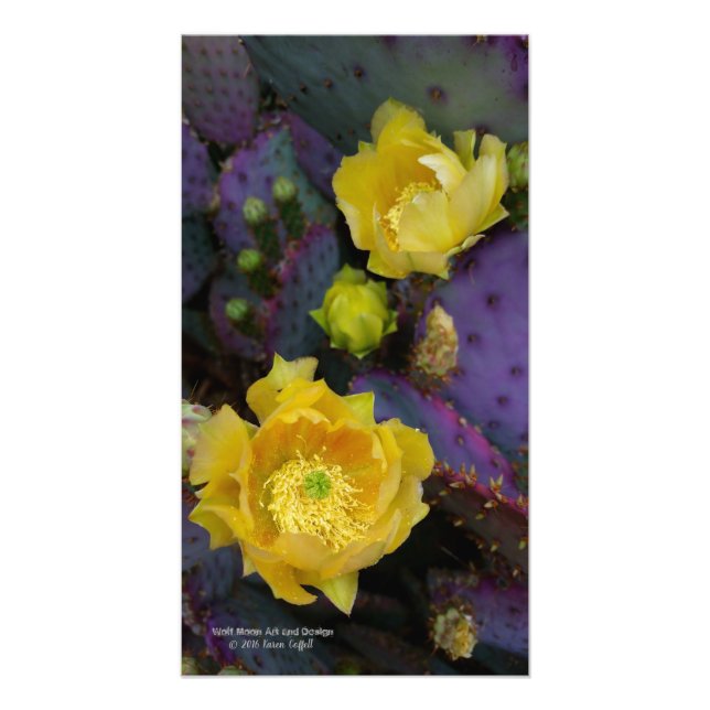 Foto Flores de cactus amarillas de opuntia púrpura (Frente)