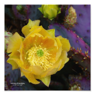 Foto Flores de cactus amarillas de opuntia púrpura