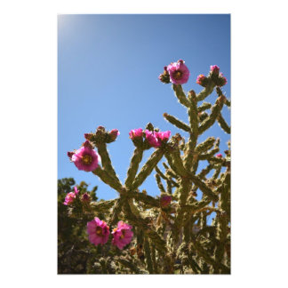 Foto Flores de Cactus de Cholla