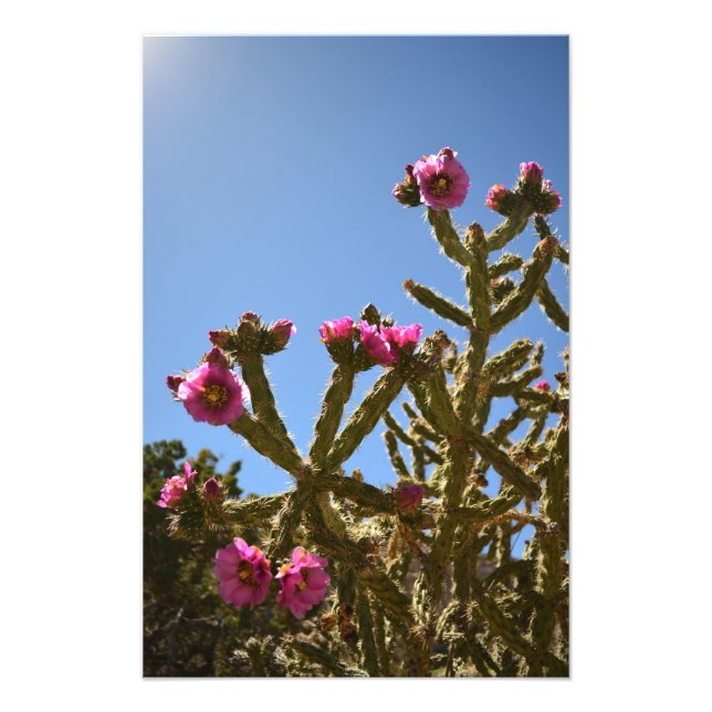 Foto Flores de Cactus de Cholla (Frente)