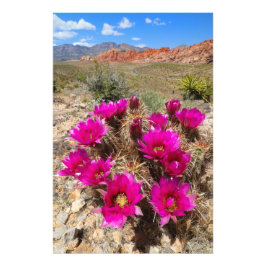 Foto Flores de cactus rosados en Cañón de Rock Rojo, NV