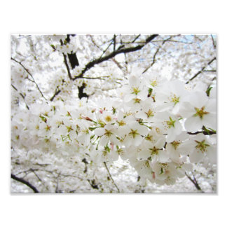 Foto Flores de cerezo 12 Imprimir