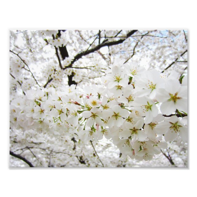 Foto Flores de cerezo 12 Imprimir (Frente)