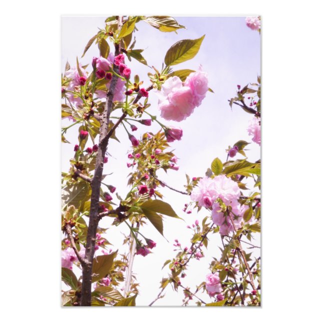 Foto Flores de cerezo de 13"x19" (Frente)