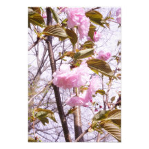 Flores de cerezo de 13"x19"