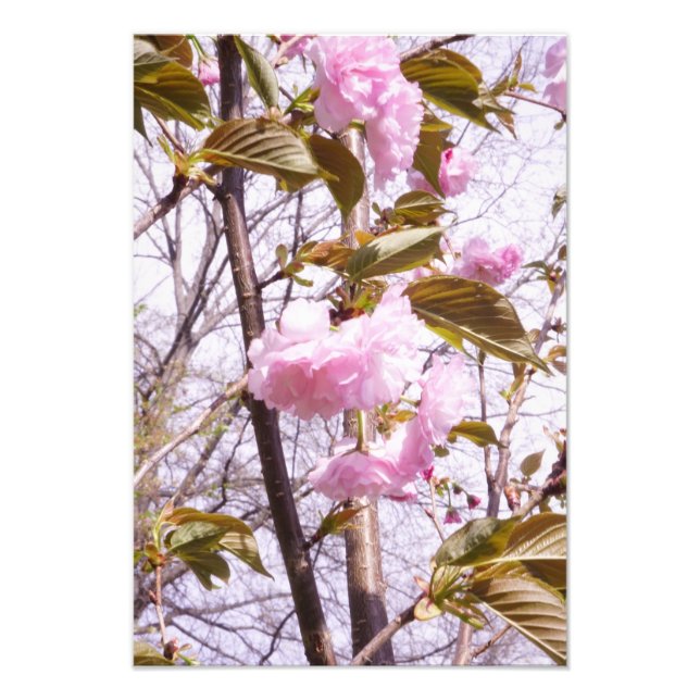 Foto Flores de cerezo de 13"x19" (Frente)