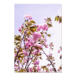Foto Flores de cerezo de 13"x19"