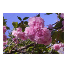 Flores de cerezo de 36"x24"