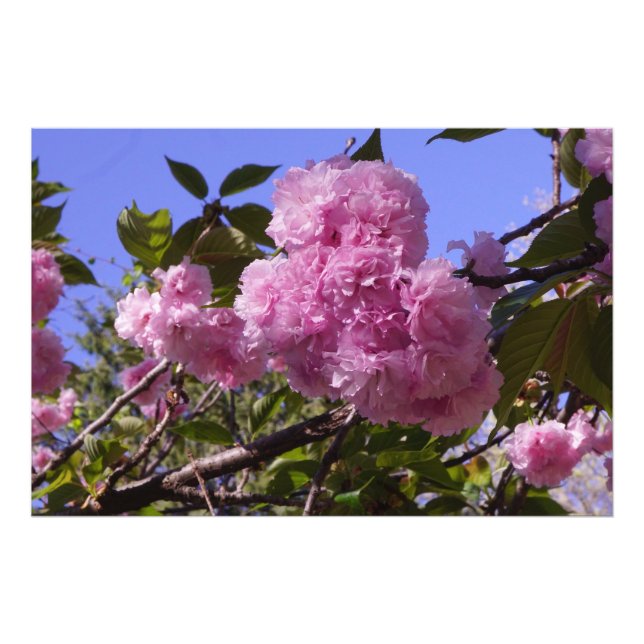Foto Flores de cerezo de 36"x24" (Frente)