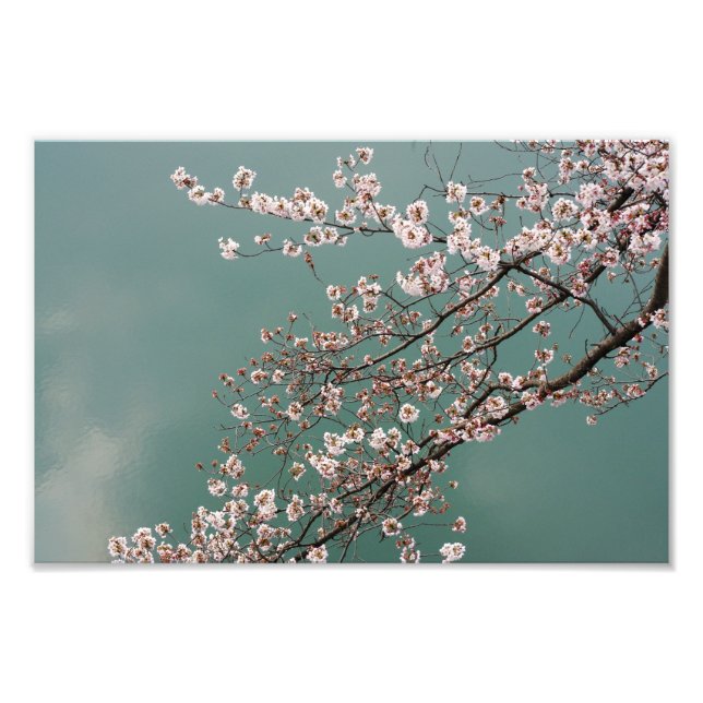 Foto Flores de cerezo rosa claro en el fondo turquesa (Frente)