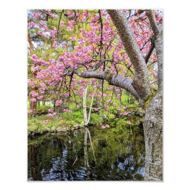 Foto Flores de cerezo rosadas junto al estanque (Frente)