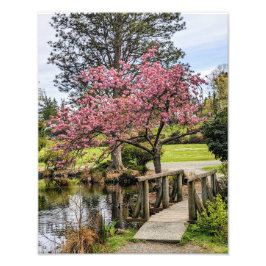 Foto Flores de cerezo rosadas y pasarela de madera