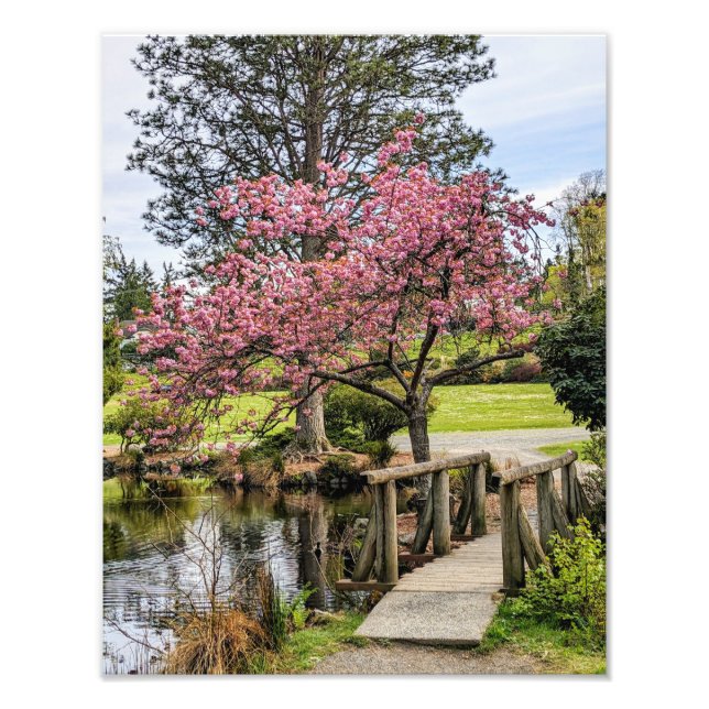 Foto Flores de cerezo rosadas y pasarela de madera (Frente)