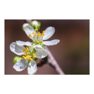Foto Flores de ciruela