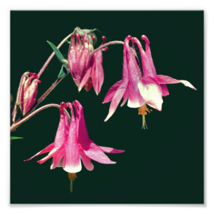 Foto Flores De Columbina Rosada Cerrar 8x8