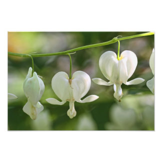 Foto Flores de corazón sangrantes blancos