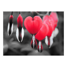 Foto Flores de corazón sangrantes: Splash de color rojo